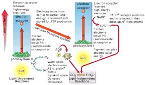 How oxygen is released during photosynthesis? Light Dependent Reactions