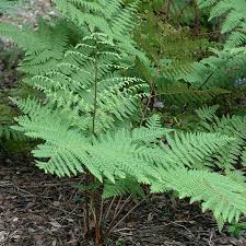 Image result for Ctenitis