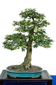 Feld Ahorn Als Bonsai Baum Bonsai Baum Bonsai Pflanzen Und Bonsai