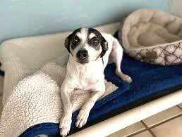 Maybe you would like to learn more about one of these? Pet Boarding Dog Boarding