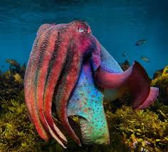 Definition of cuttlefish in the fine dictionary. 500 L O V E Ideas In 2020 Woodstock Hippies One Word Quotes Chakra Cleanse