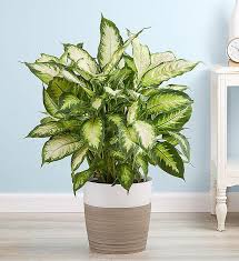 Dumb Cane Plant Care In 2020 Plant Care Houseplants Architectural Plants