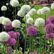 Allium Combo Mount Everest Gladiator 10 Flower Bulbs Allium Flowers Bulb Flowers Plants