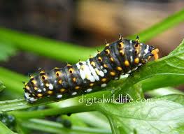 Black And White Striped Caterpillar With Yellow Sides Butterflies Digital Wildlife Florida Nature Photography Insect Species Butterfly Nature Photography