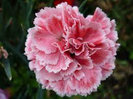 How to take care of carnation flowers. How To Care For Carnations Dengarden