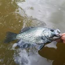 Location 312 old hwy 165, Georgia Fishing Report March 29 2019 Georgia Wildlife Blog