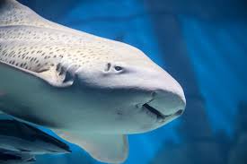 Maybe you would like to learn more about one of these? Amazing Ocean Relationships Sosf Shark Education Centre