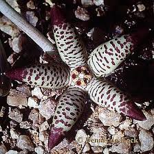 Image result for Orbea maculata