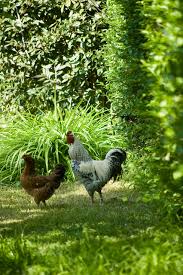 Certains restes de vos préparations peuvent tout à fait servir de nourriture pour vos poules. Comment Faire Un Poulailler Ideal Pour Le Jardin Et Pour Les Poules