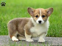 Why buy a corgi puppy for sale if you can adopt and save a life? Dolly Welsh Corgi Puppy For Sale From Woodstown Nj Corgi Puppies For Sale Puppies And Kitties Corgi