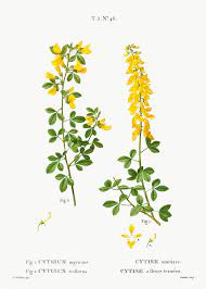Black Broom Cytisus Nigricans And Hairy Broom Cytisus Triflorusfrom Trait Eacute Des Arbres Et Arbu Plant Illustration Flower Illustration Botanical Artwork