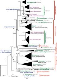 Image result for Selaginella cathedrifolia