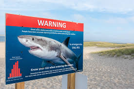 How To Avoid And Survive Shark Attacks Popular Science
