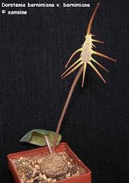 Image result for Dorstenia barnimiana