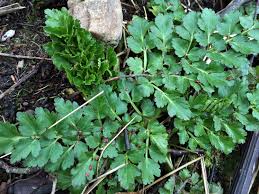 How to get rid of poison hemlock. Hemlock Water Dropwort Oenanthe Crocata