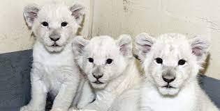 Lion Cubs For Sale Wild Animals And Pets 256771868163