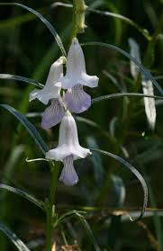 Image result for Sesamum calycinum