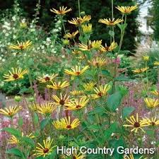 Pin On Echinacea Coneflowers
