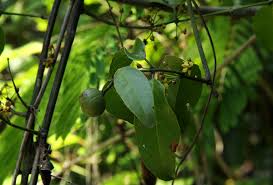 Image result for Salacia leptoclada