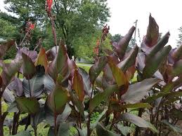 Image result for Cannaceae