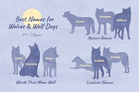 Maybe you would like to learn more about one of these? Pet Wolf And Wolfdog Names