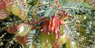 Image result for Lessertia pauciflora