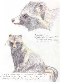 Choose your favorite raccoon paintings from 1,259 available designs. 2000 Tanuki Raccoon Dog By Solulo On Deviantart