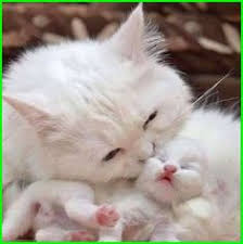 Home kucing persia foto anak kucing imut dan lucu abis. 60 Ide Kucing Kucing Gambar Kucing Lucu Kucing Lucu
