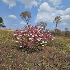 Image result for Trichodesma physaloides