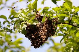 Contact agricultural pest control services to free your property from pests. 5 Best Pest Control Companies In San Diego