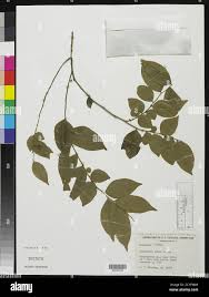 Image result for Carpolobia