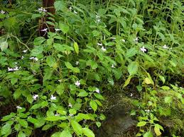 Image result for Impatiens hochstetteri