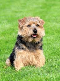 Diese allgemeinen geschäftsbedingungen (im folgenden: Norfolk Terrier Charakter Haltung Herkunft Markt De