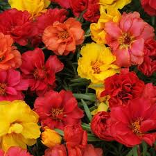 Image result for Portulaca hereroensis