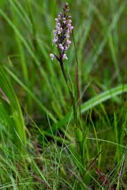 Image result for Brachycorythis