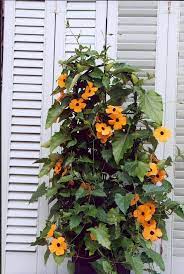 Susie Mix Thunbergia Black Eyed Susan Vine Black Eyed Susan Vine Planting Flowers Black Eyed Susan