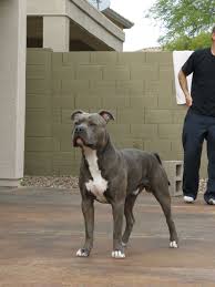 Knight Sabre The Thunderfoot 1 Year Abpt Amstaff Mix Blue Nose Reverse Blue American Pitbull Terrier Pitbull Terrier American Pitbull Terrier Brindle
