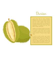 Resep pembuatan minuman kekinian murah alpukat kocok. Banner Durian Vector Images Over 180