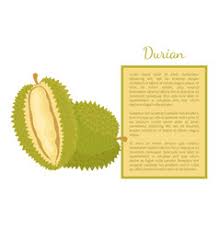 Pencinta durian wajib coba resep olahan durian ini! Banner Durian Vector Images Over 170