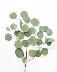 Image result for Eucalyptus