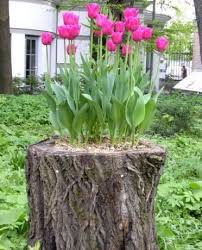 Save Your Eggshells Natural Garden Garden Projects Diy Garden Decor