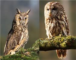 Chouette Hiboux Et Superstitions Les Animaux Et Leurs Messages