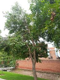 Image result for Syzygium cumini