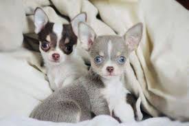 Kiana blue merle long coat staying at haas chihuahuas!! Gray With Blue Eyes Chihuahua Puppies Cute Baby Animals Chihuahua