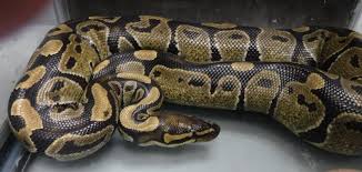 On the other hand, xyz reptiles in florida sells theirs at $39 to $199. Hawaii Island Paramedics Capture Ball Python Snake Found In Hilo Honolulu Star Advertiser