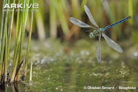 Image result for Pteleopsis anisoptera