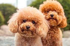 How To Train A Poodle Puppy Poodle Milestone Timeline