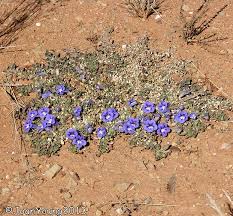 Image result for Aptosimum