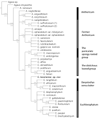 Image result for Chlorophytum macrosporum