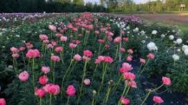 Peony Farm Open House